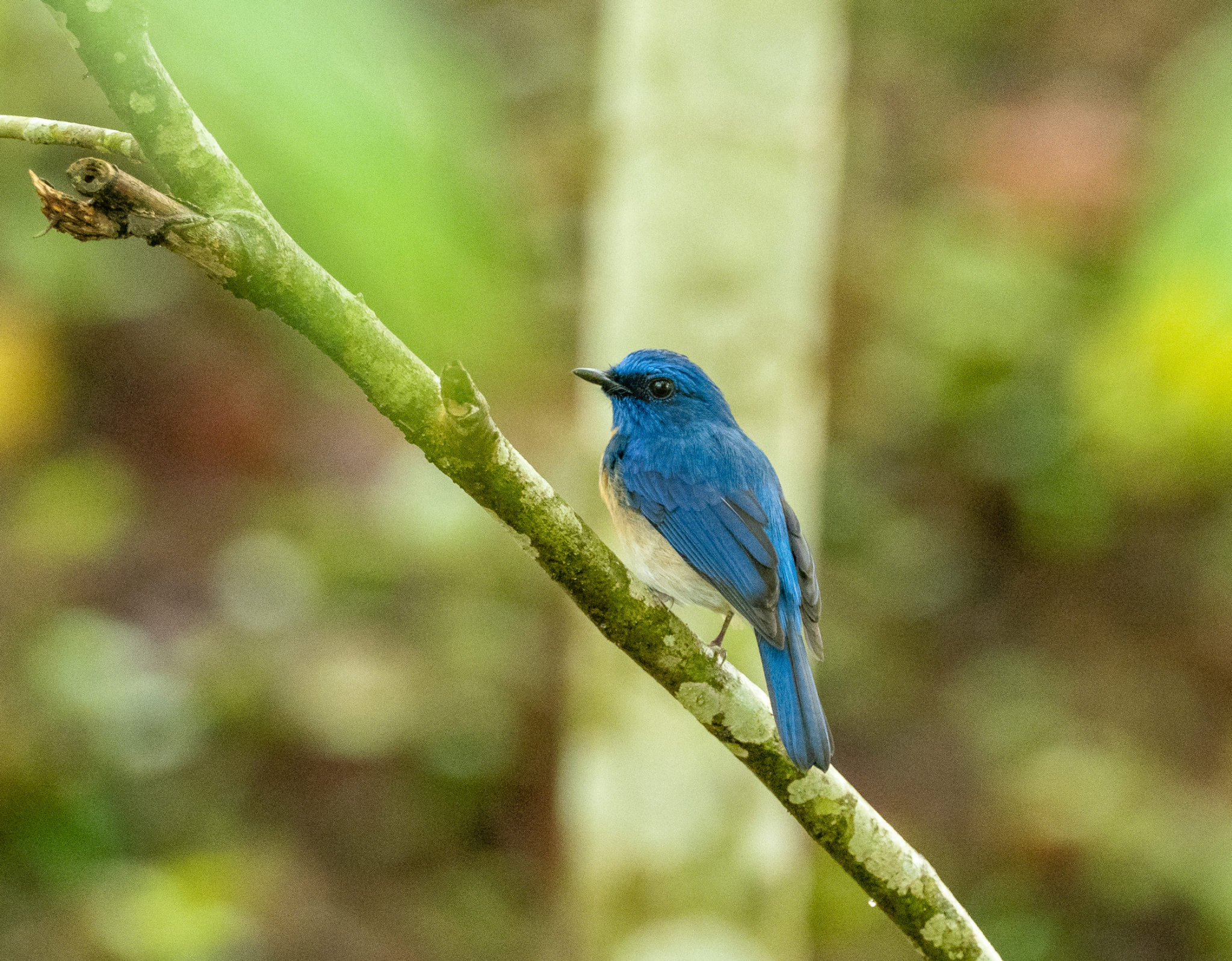 Indigo Flycatcher